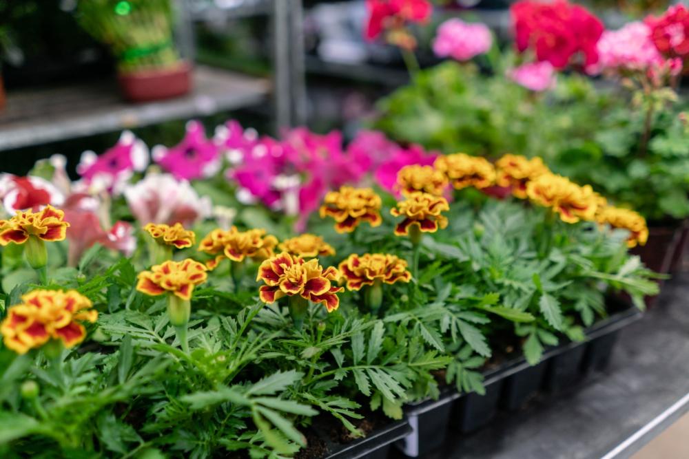 fleurs-pot
