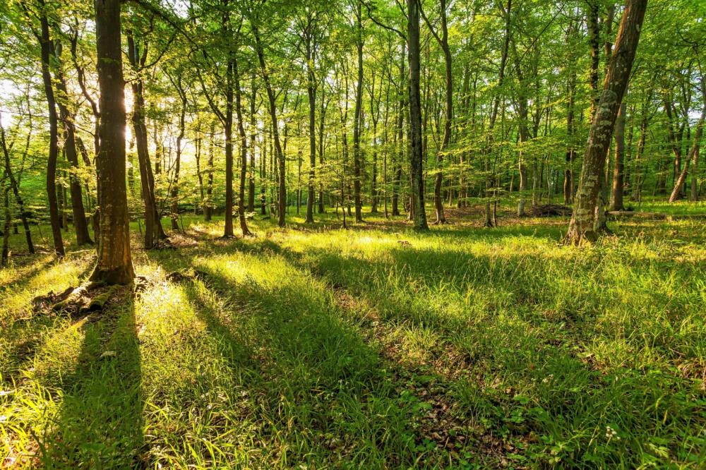 foret