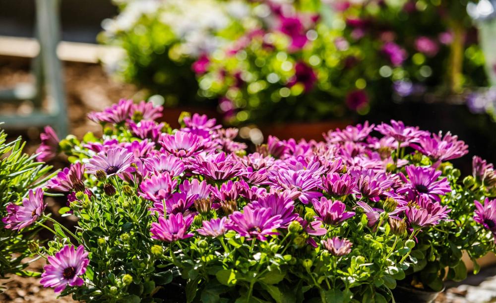Horticulteur à Senlecques