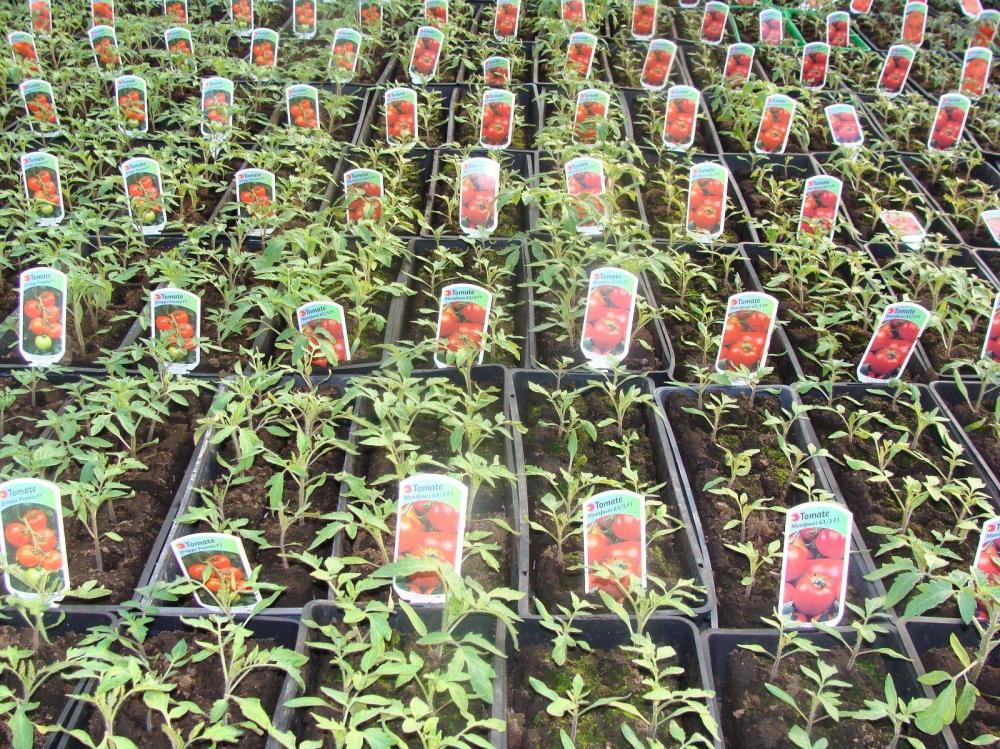 Plants de légumes à Senlecques