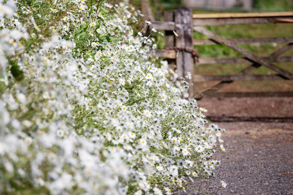 fleurs-blanches