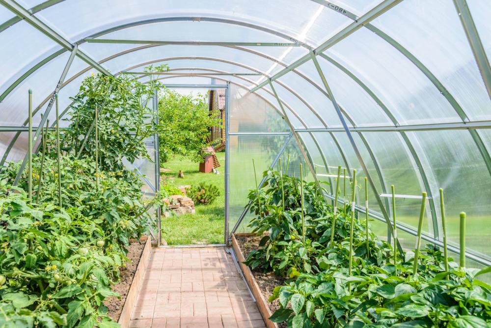 Serres de jardin à Senlecques