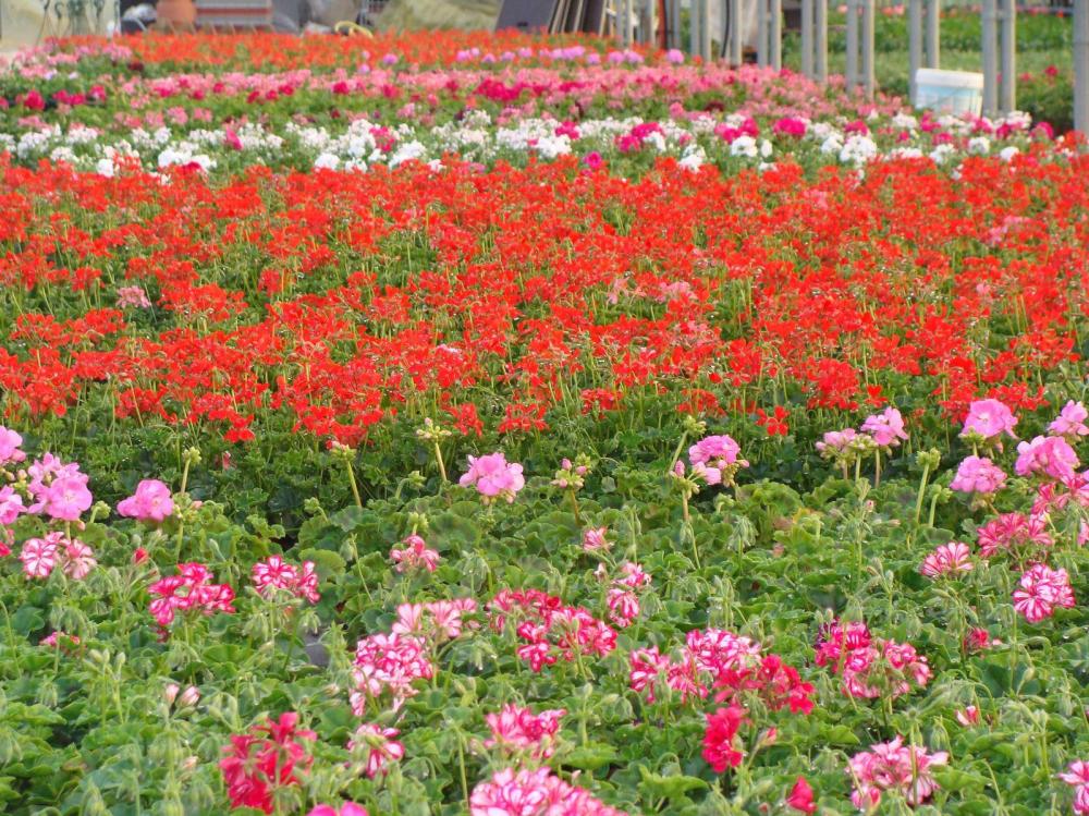 Fleurs à Senlecques